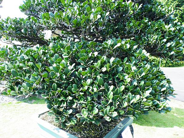 DSCF9100.JPG DSCF9100.JPG