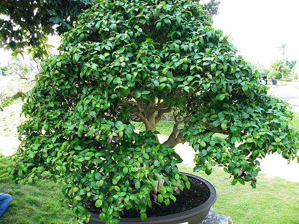 DSCF9106.JPG DSCF9106.JPG