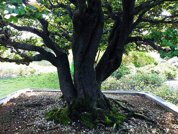 DSCF9109.JPG DSCF9109.JPG