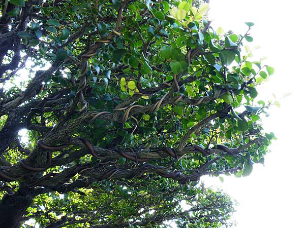 DSCF9111.JPG DSCF9111.JPG