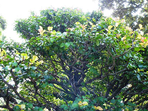 DSCF9112.JPG DSCF9112.JPG