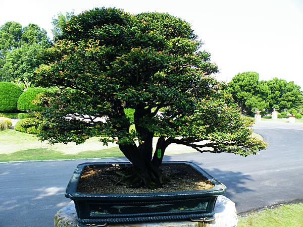 DSCF9114.JPG DSCF9114.JPG