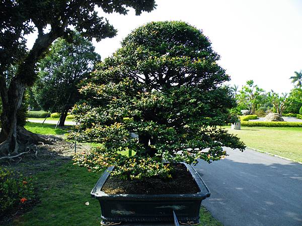 DSCF9115.JPG DSCF9115.JPG