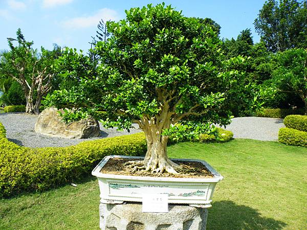 DSCF9116.JPG DSCF9116.JPG