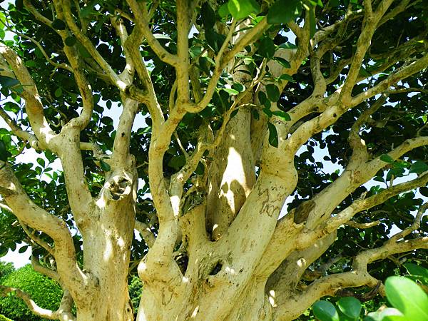 DSCF9119.JPG DSCF9119.JPG