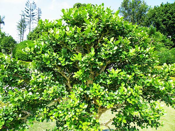 DSCF9121.JPG DSCF9121.JPG