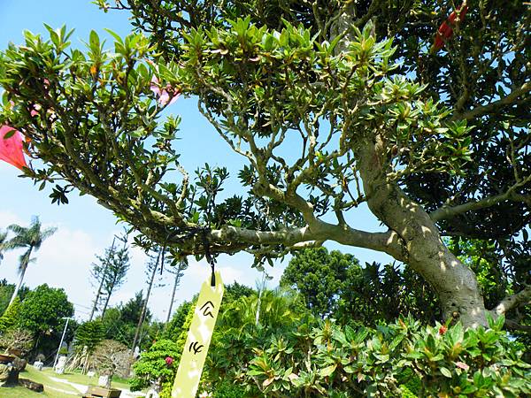 DSCF9127.JPG DSCF9127.JPG