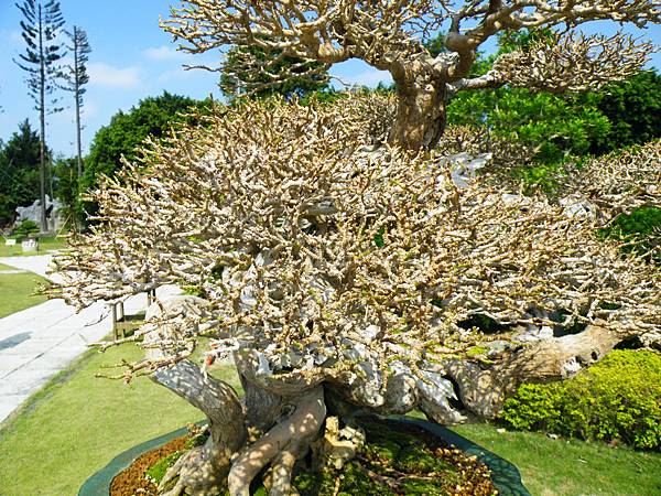 DSCF9132.JPG DSCF9132.JPG