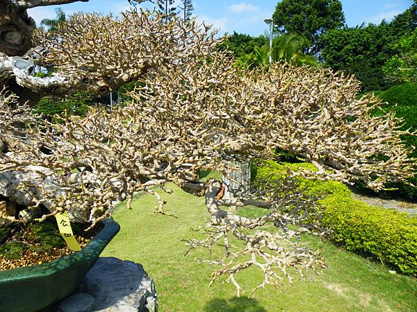 DSCF9133.JPG DSCF9133.JPG