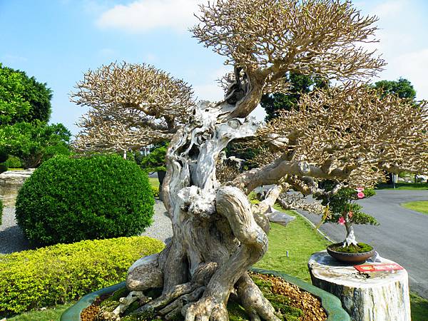 DSCF9135.JPG DSCF9135.JPG