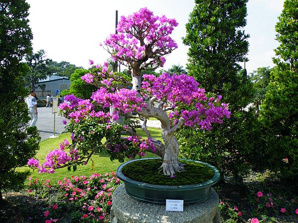 DSCF9137.JPG DSCF9137.JPG