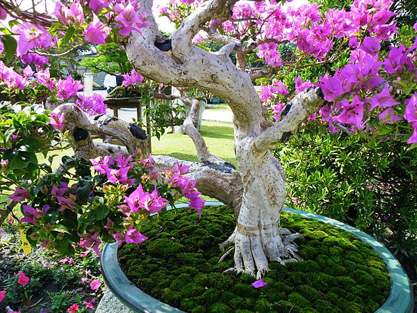 DSCF9139.JPG DSCF9139.JPG