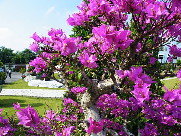 DSCF9140.JPG DSCF9140.JPG