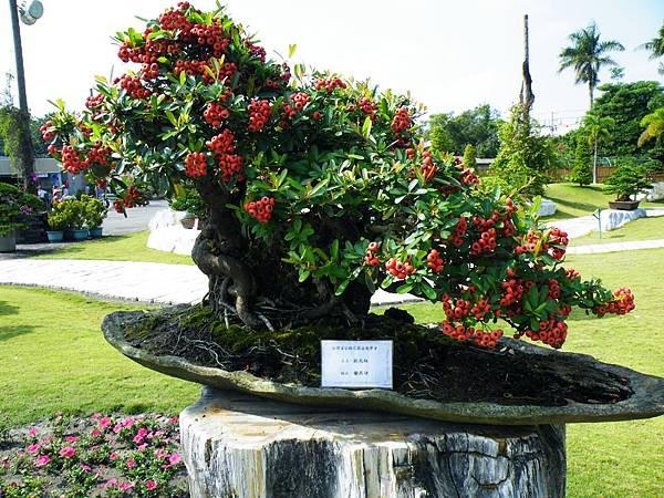 DSCF9141.JPG DSCF9141.JPG