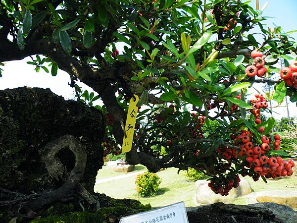 DSCF9144.JPG DSCF9144.JPG