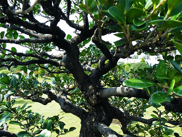 DSCF9153.JPG DSCF9153.JPG