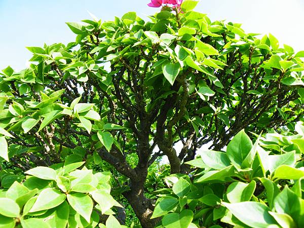 DSCF9158.JPG DSCF9158.JPG