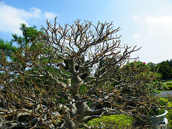 DSCF9163.JPG DSCF9163.JPG