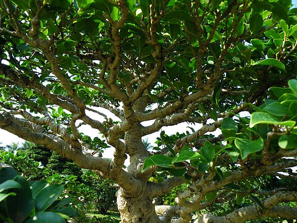 DSCF9168.JPG DSCF9168.JPG