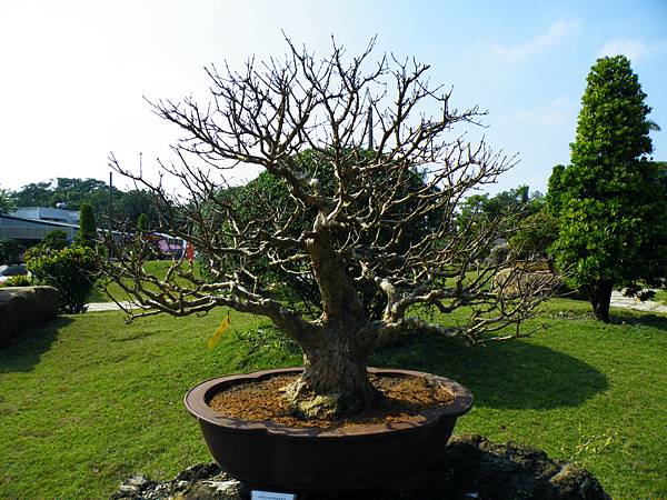 DSCF9171.JPG DSCF9171.JPG