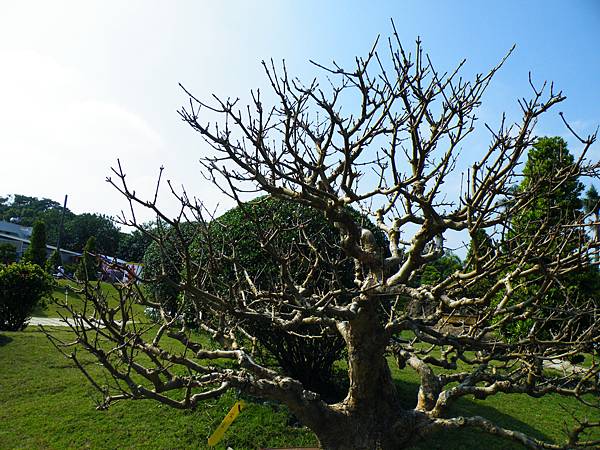 DSCF9173.JPG DSCF9173.JPG