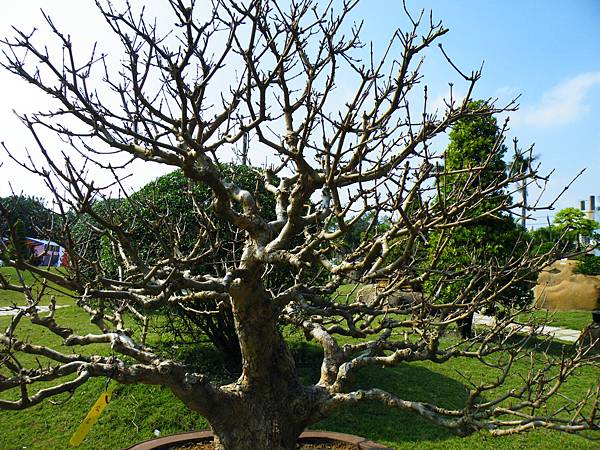 DSCF9174.JPG DSCF9174.JPG