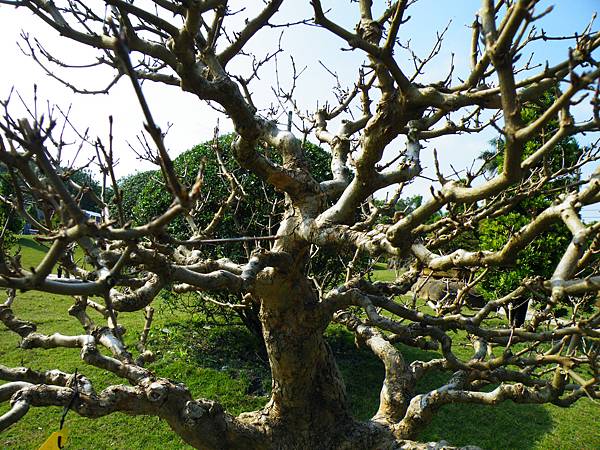 DSCF9175.JPG DSCF9175.JPG