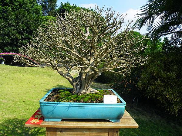 DSCF9176.JPG DSCF9176.JPG