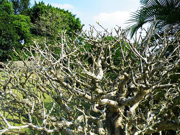 DSCF9181.JPG DSCF9181.JPG