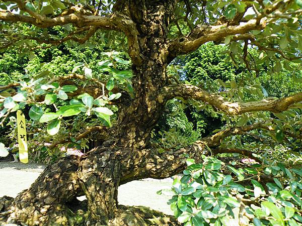 DSCF9184.JPG DSCF9184.JPG