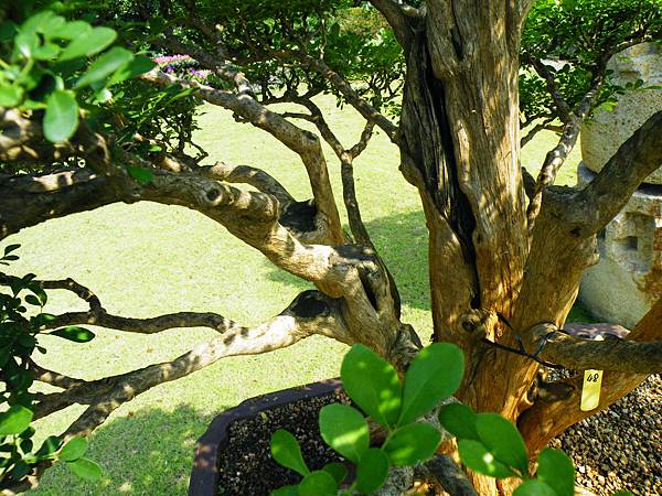 DSCF9193.JPG DSCF9193.JPG