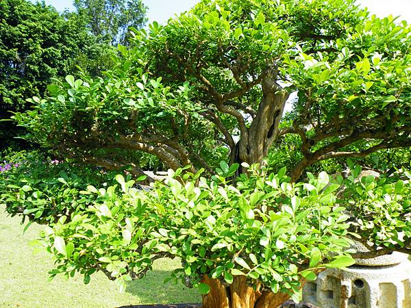 DSCF9194.JPG DSCF9194.JPG