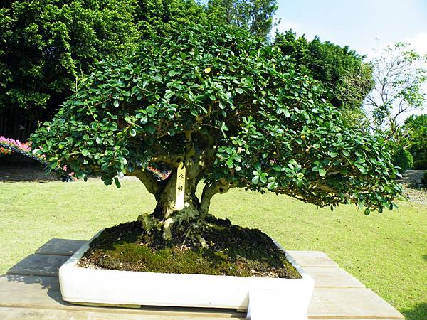 DSCF9195.JPG DSCF9195.JPG