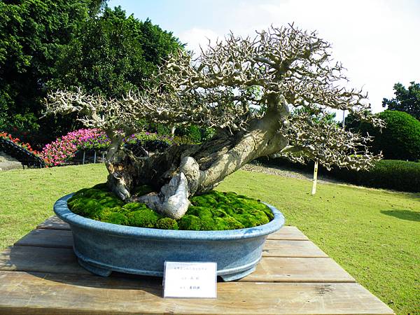 DSCF9199.JPG DSCF9199.JPG