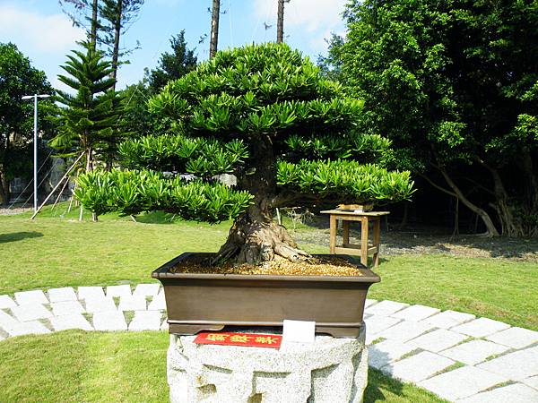 DSCF9203.JPG DSCF9203.JPG