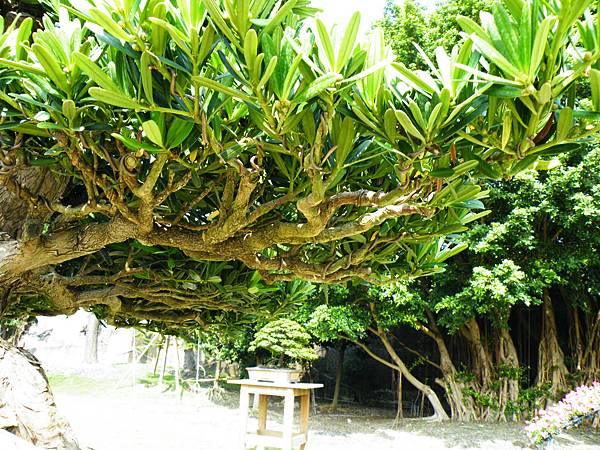 DSCF9206.JPG DSCF9206.JPG