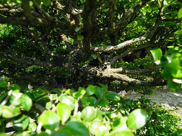 DSCF9211.JPG DSCF9211.JPG