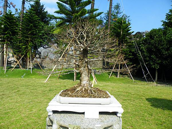 DSCF9217.JPG DSCF9217.JPG