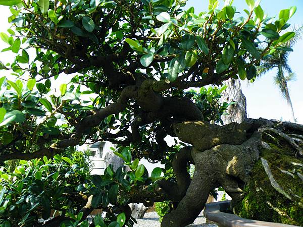 DSCF9230.JPG DSCF9230.JPG