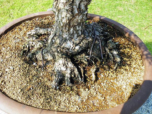 DSCF9233.JPG DSCF9233.JPG