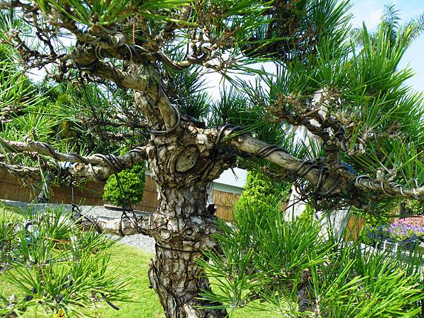 DSCF9235.JPG DSCF9235.JPG