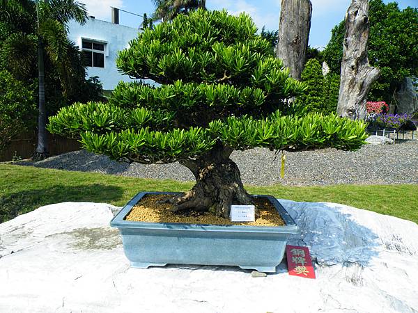 DSCF9237.JPG DSCF9237.JPG