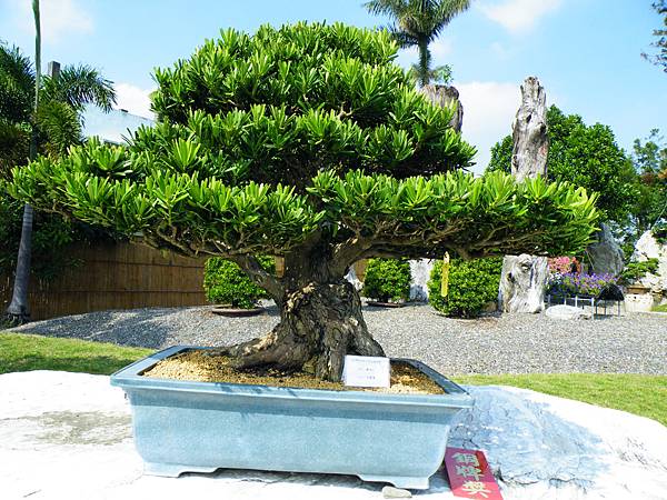 DSCF9238.JPG DSCF9238.JPG