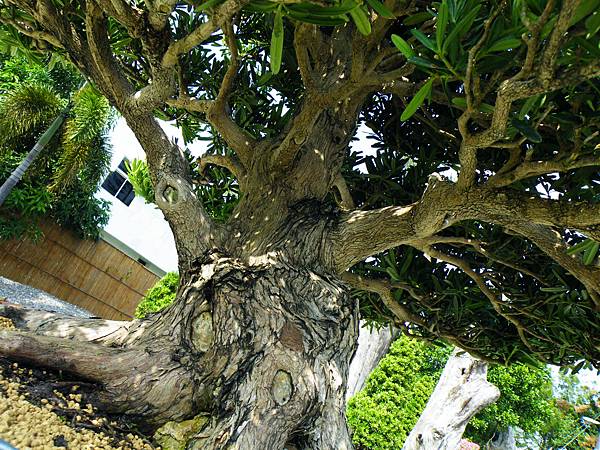 DSCF9240.JPG DSCF9240.JPG