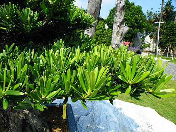 DSCF9241.JPG DSCF9241.JPG