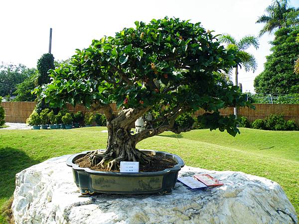 DSCF9251.JPG DSCF9251.JPG