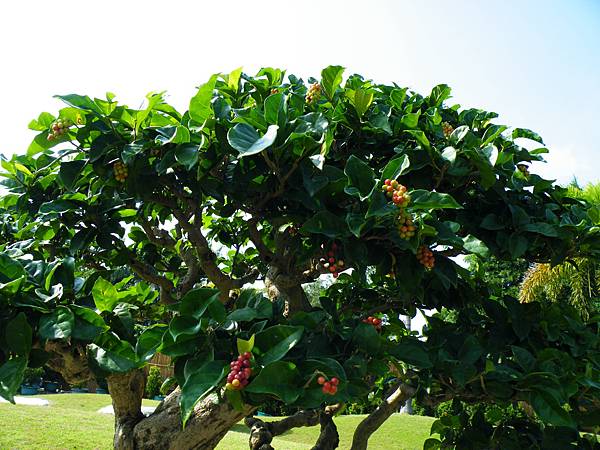 DSCF9255.JPG DSCF9255.JPG