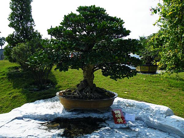 DSCF9261.JPG DSCF9261.JPG