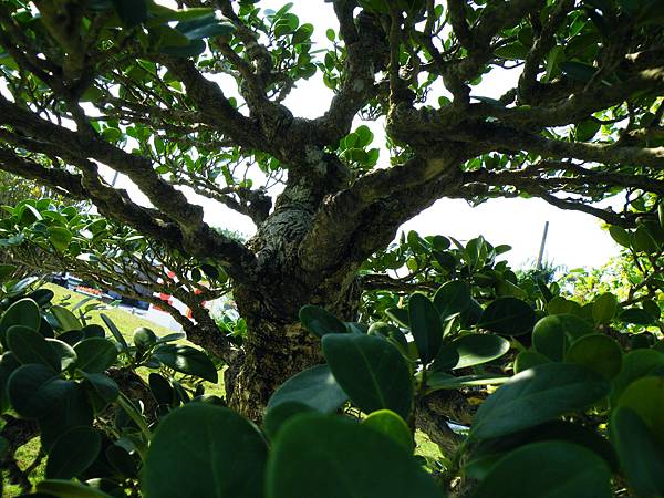 DSCF9264.JPG DSCF9264.JPG