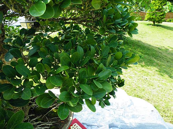 DSCF9265.JPG DSCF9265.JPG